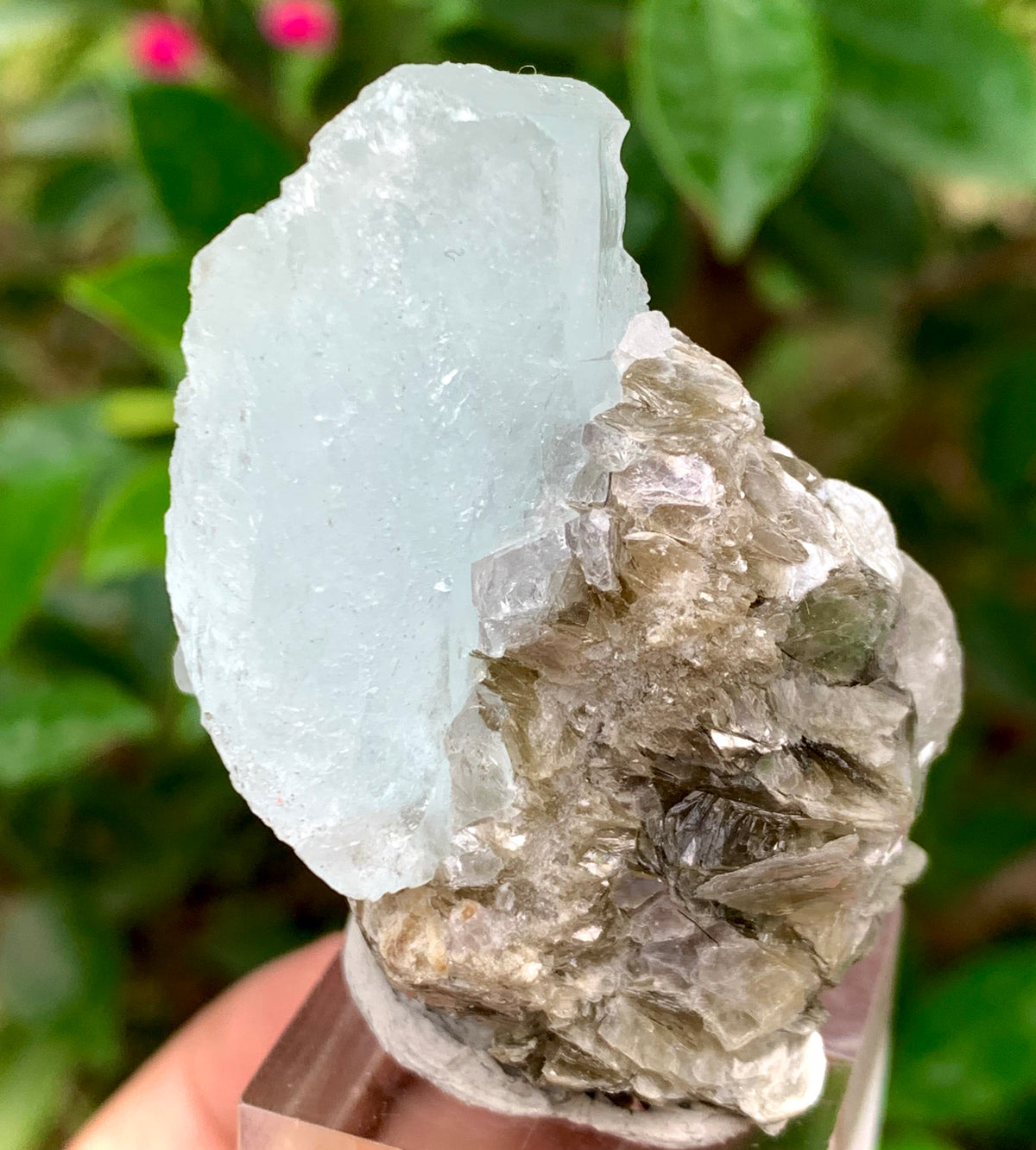 46 Grams Natural Etched Aquamarine Crystal on Muscovite Mica Matrix from Pakistan