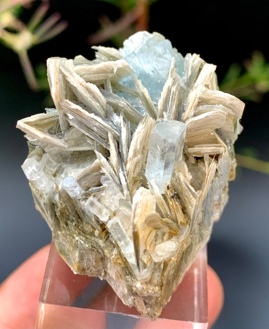 Natural aquamarine crystal
Aquamarine on muscovite matrix
Terminated aquamarine crystal
Aquamarine mineral specimen
Skardu Pakistan aquamarine
Natural crystal specimen for collectors