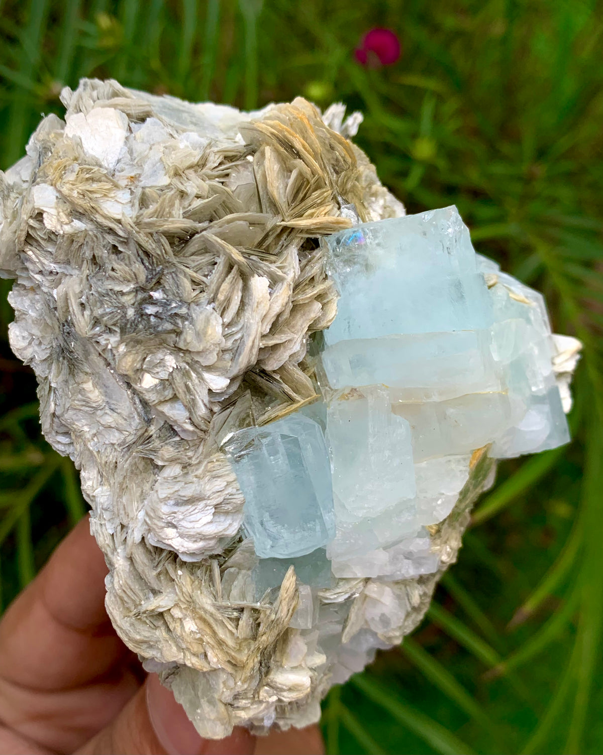 312 Grams Natural Blue Aquamarine Terminated Crystal Specimen on Muscovite Mica Matrix