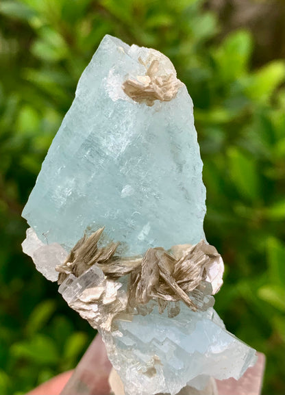 41 Grams Natural Aquamarine Blue Crystals on Muscovite Mica Matrix from Pakistan