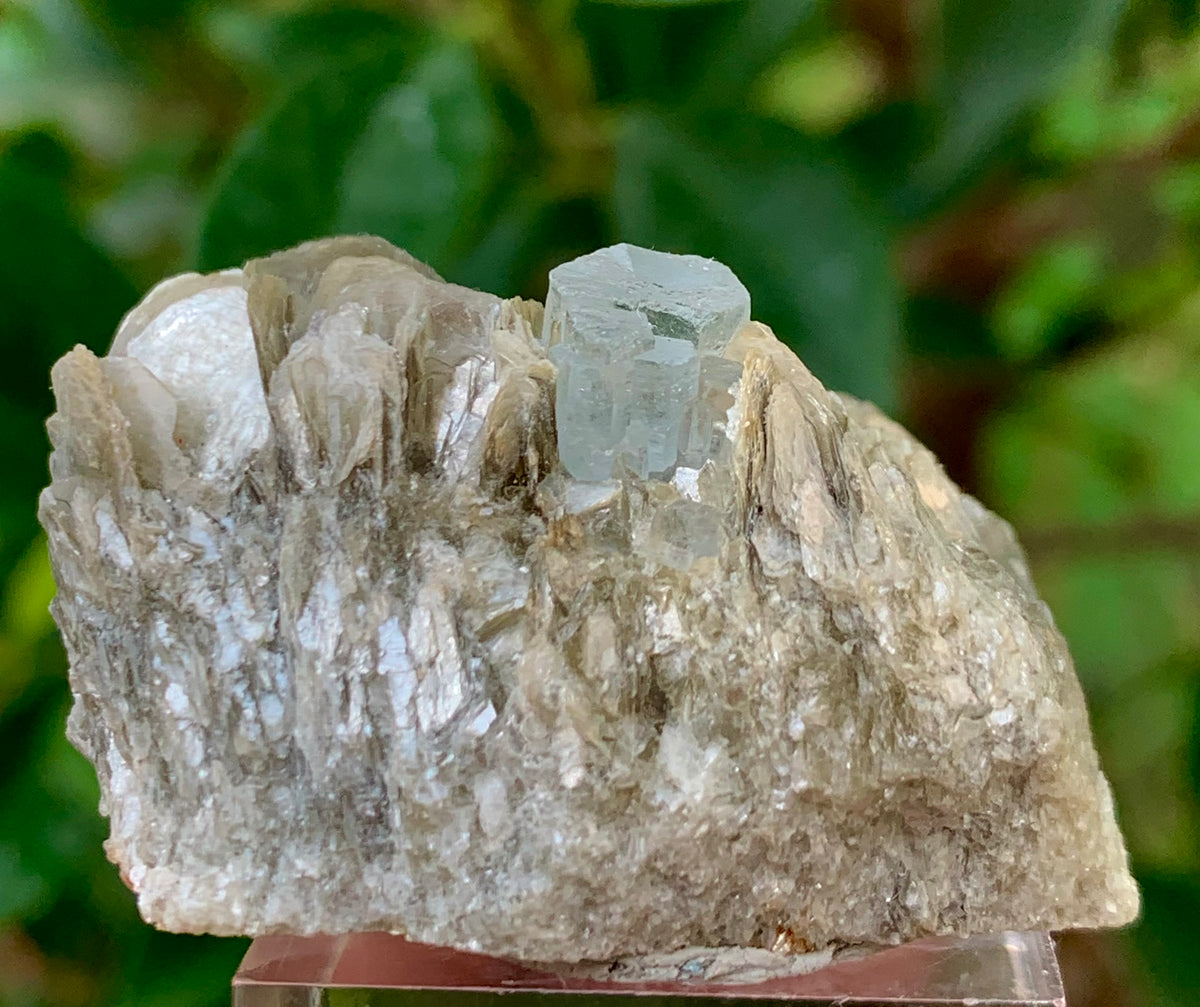23 Grams Natural Blue Aquamarine Terminated Crystal on Muscovite Mica Matrix From Pakistan
