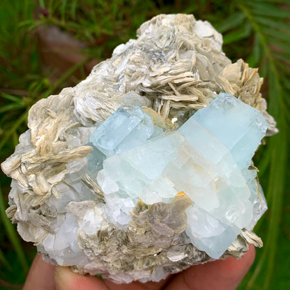 312 Grams Natural Blue Aquamarine Terminated Crystal Specimen on Muscovite Mica Matrix