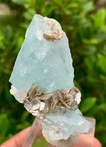 41 Grams Natural Aquamarine Blue Crystals on Muscovite Mica Matrix from Pakistan
