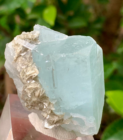 47 Grams Natural Aquamarine Terminated Blue Crystal with Muscovite Mica Matrix from Gilgit Pakistan