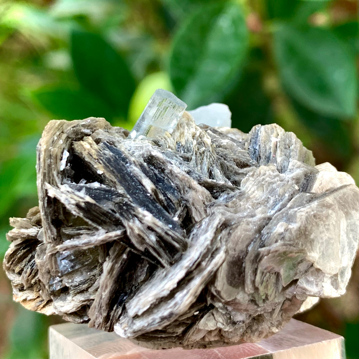 31 Grams Natural Blue Aquamarine Terminated Crystal on Muscovite Mica Matrix from Skardu Pakistan