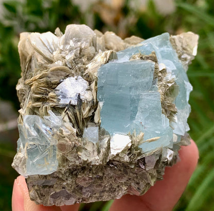 194 Grams Natural Aquamarine Etched Cluster of Crystals on Muscovite Mica Matrix from Shigar Pakistan
