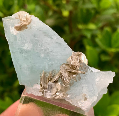 41 Grams Natural Aquamarine Blue Crystals on Muscovite Mica Matrix from Pakistan