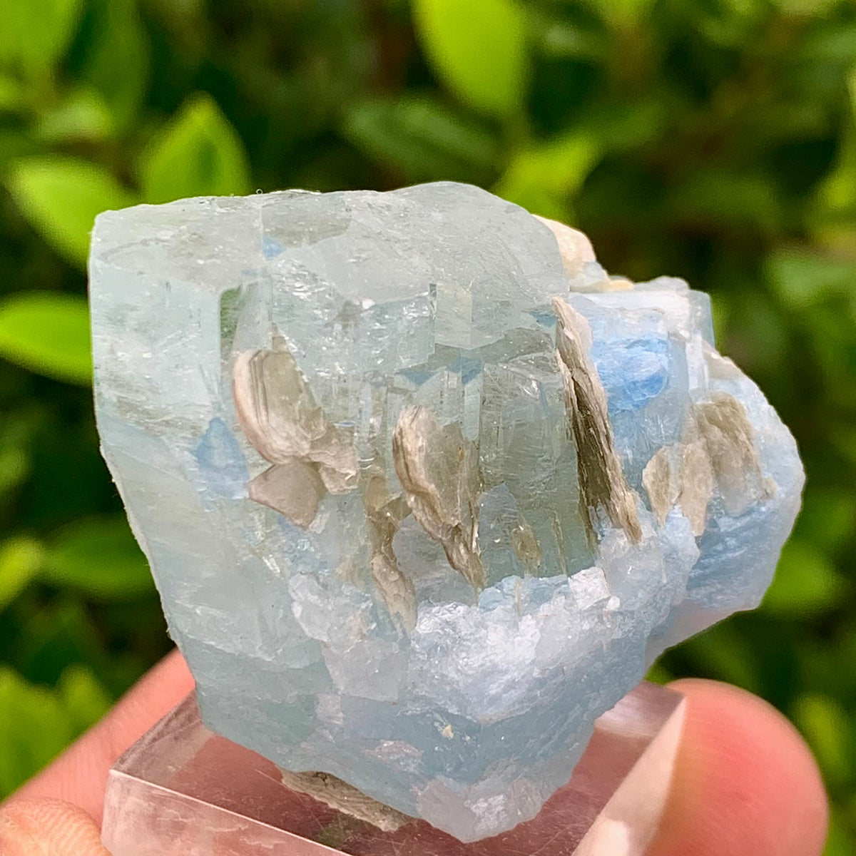 40 Grams Natural Blue Aquamarine Terminated Crystal Specimen on Muscovite Mica Matrix From Pakistan