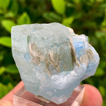 40 Grams Natural Blue Aquamarine Terminated Crystal Specimen on Muscovite Mica Matrix From Pakistan