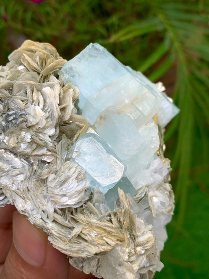 312 Grams Natural Blue Aquamarine Terminated Crystal Specimen on Muscovite Mica Matrix