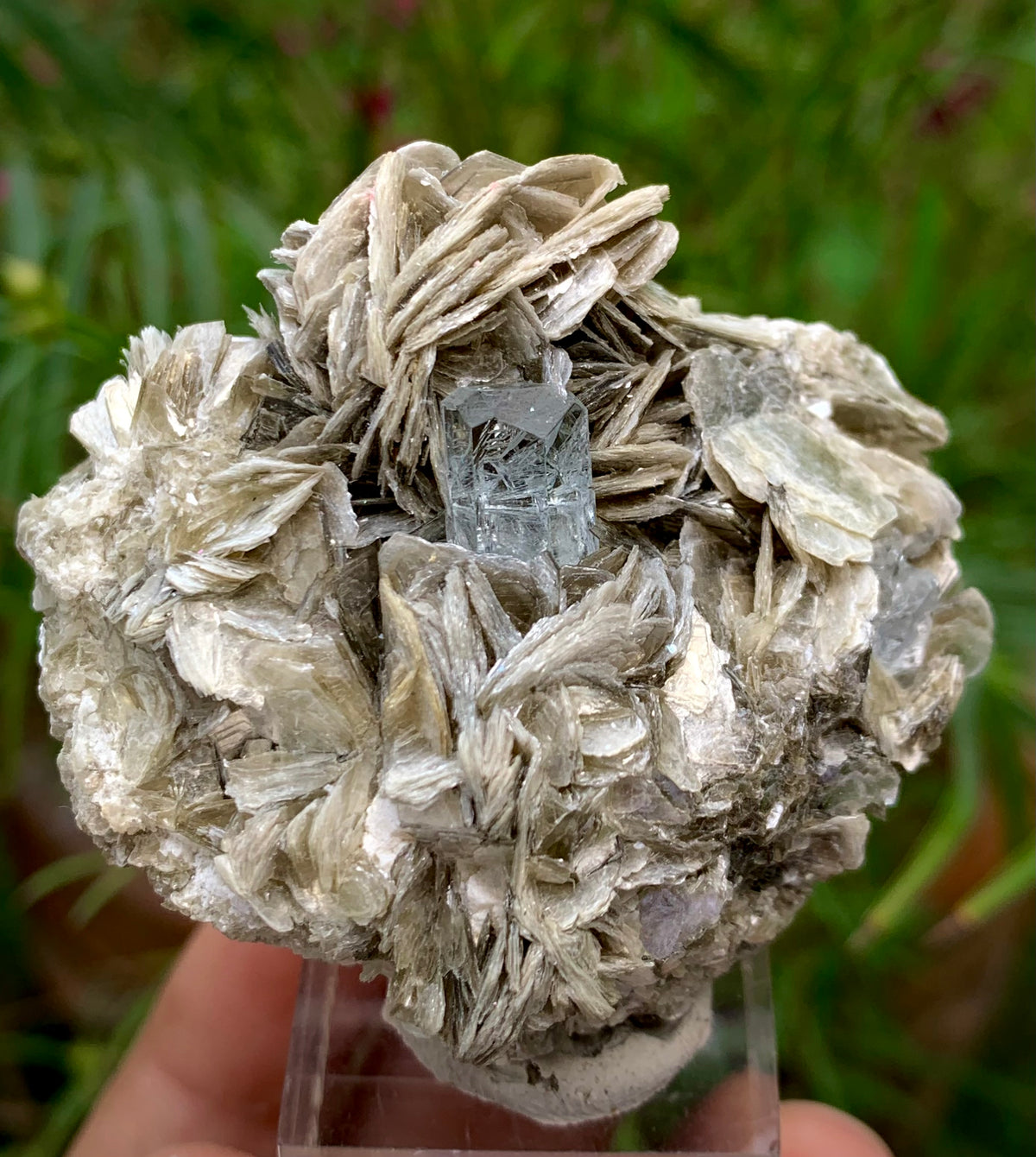 69 Grams Natural Blue Aquamarine Terminated Crystal on Muscovite Mica Matrix From Pakistan