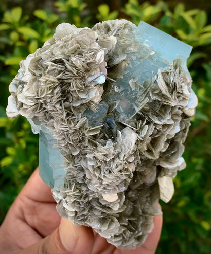 342 Grams Natural Blue Aquamarine Terminated Crystal Specimen on Muscovite Mica Matrix From Pakistan