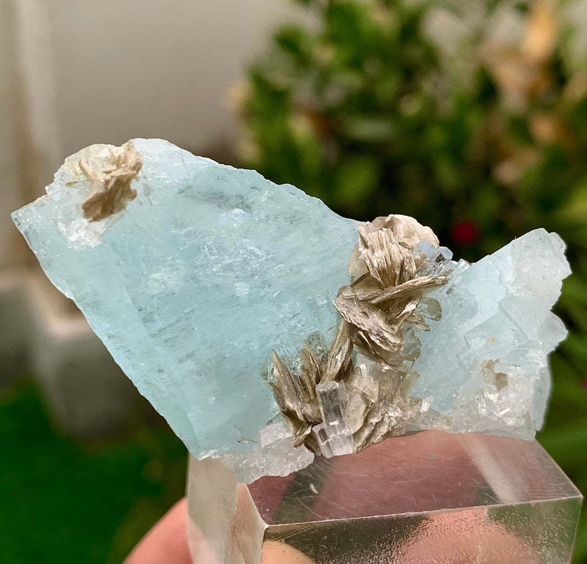 41 Grams Natural Aquamarine Blue Crystals on Muscovite Mica Matrix from Pakistan