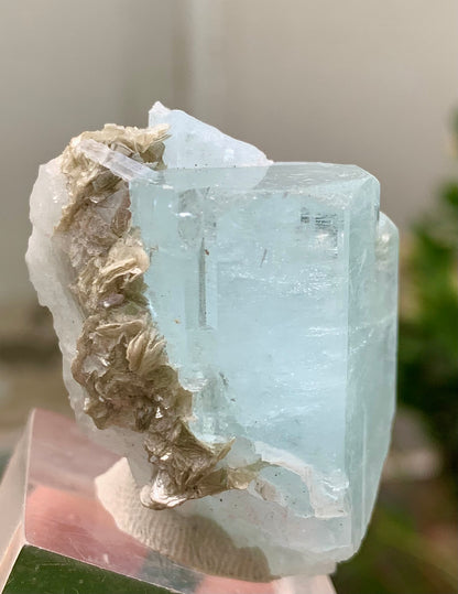 47 Grams Natural Aquamarine Terminated Blue Crystal with Muscovite Mica Matrix from Gilgit Pakistan
