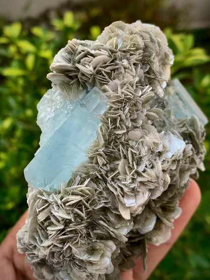342 Grams Natural Blue Aquamarine Terminated Crystal Specimen on Muscovite Mica Matrix From Pakistan