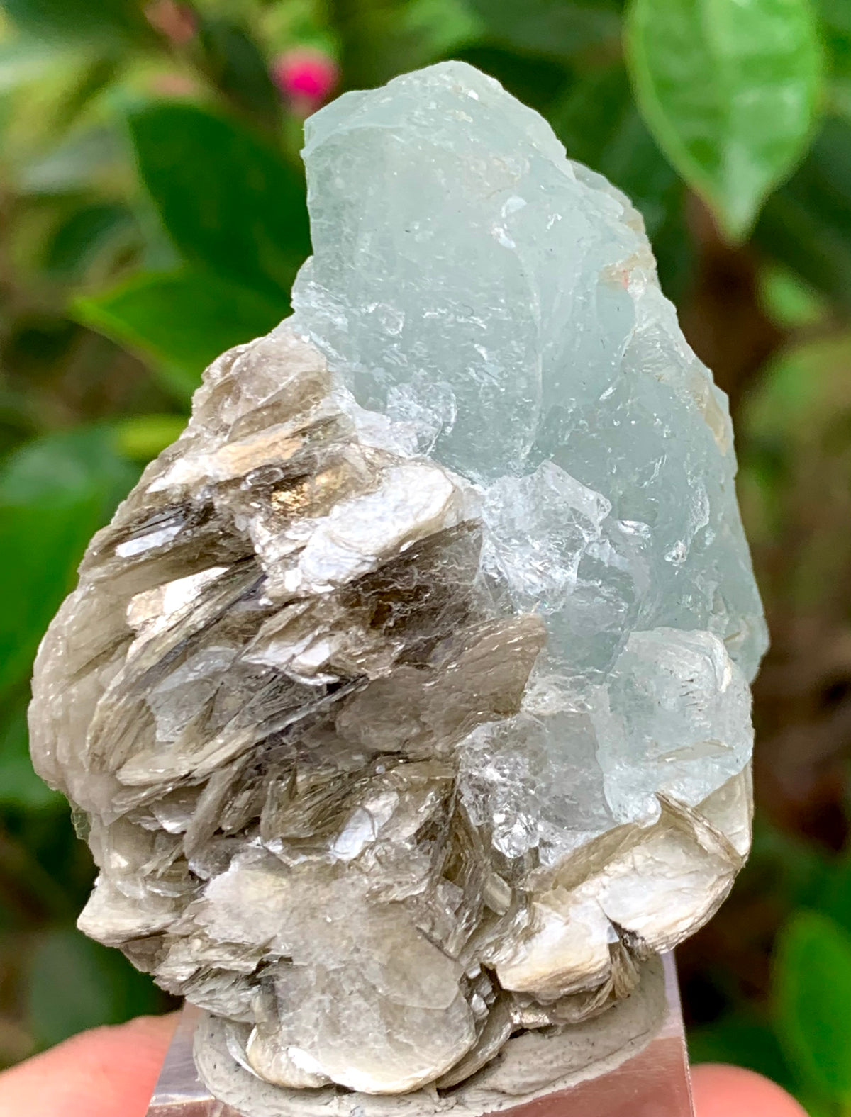 46 Grams Natural Etched Aquamarine Crystal on Muscovite Mica Matrix from Pakistan