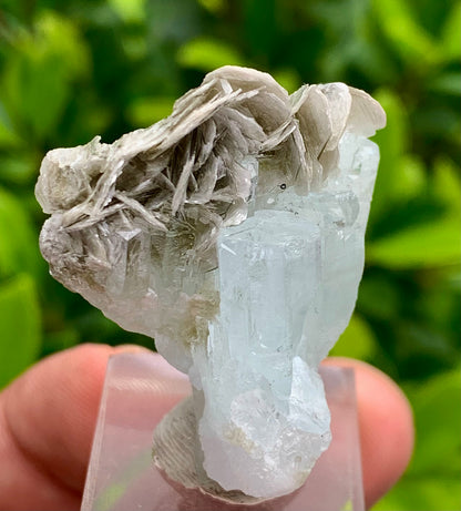 20 Grams Natural Blue Aquamarine Terminated Crystal Specimen on Muscovite Mica Matrix From Pakistan