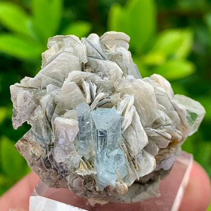 22 Grams Natural Blue Aquamarine Terminated Crystal Specimen on Muscovite Mica Matrix From Pakistan