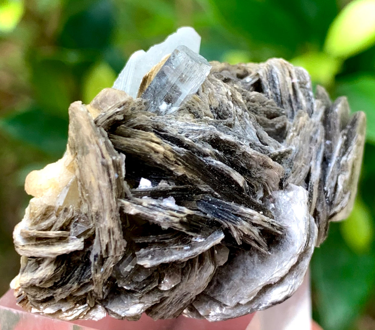 31 Grams Natural Blue Aquamarine Terminated Crystal on Muscovite Mica Matrix from Skardu Pakistan