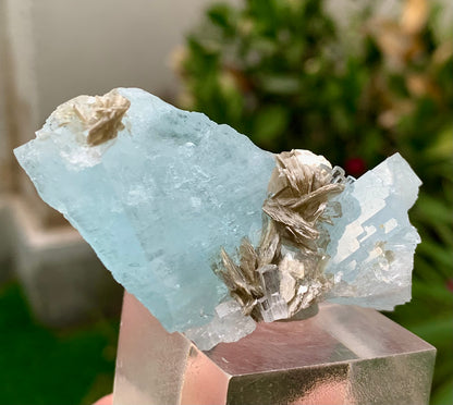 41 Grams Natural Aquamarine Blue Crystals on Muscovite Mica Matrix from Pakistan