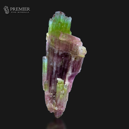 A multicolored mineral specimen featuring green, pink, and purple crystalline structures, displayed on a reflective black surface with the Premier Fine Minerals logo in the top left corner.