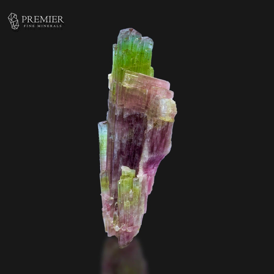 A natural tourmaline crystal specimen with vibrant green and pinkish-purple color zoning, displayed on a reflective black surface against a solid black background, with the Premier Fine Minerals logo in the top left corner.