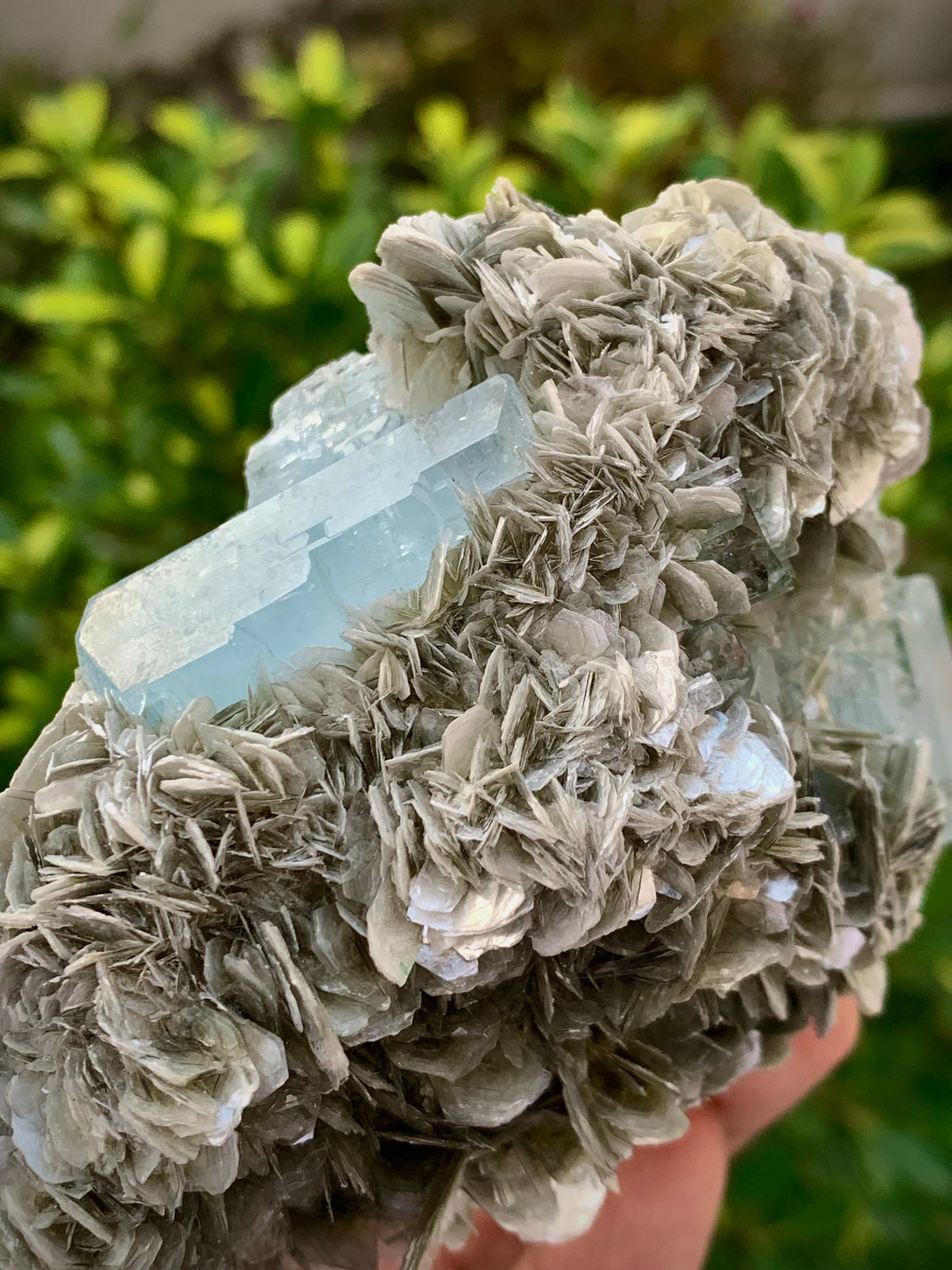342 Grams Natural Blue Aquamarine Terminated Crystal Specimen on Muscovite Mica Matrix From Pakistan