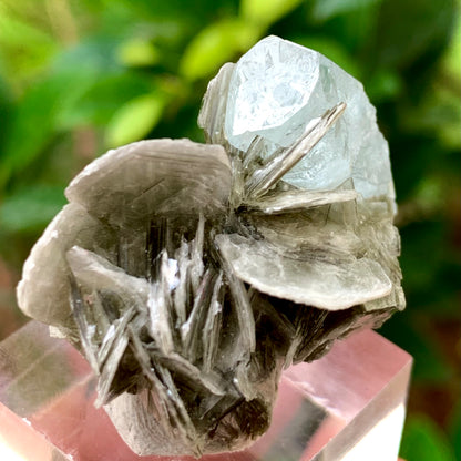 12 Grams Natural Termination Blue Aquamarine Crystal on Muscovite Mica Matrix from Skardu Pakistan