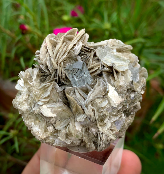 69 Grams Natural Blue Aquamarine Terminated Crystal on Muscovite Mica Matrix From Pakistan