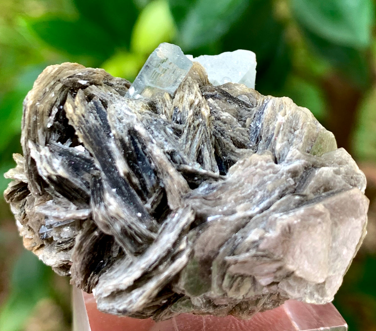 31 Grams Natural Blue Aquamarine Terminated Crystal on Muscovite Mica Matrix from Skardu Pakistan