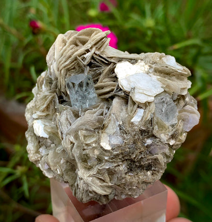 69 Grams Natural Blue Aquamarine Terminated Crystal on Muscovite Mica Matrix From Pakistan