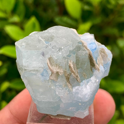 40 Grams Natural Blue Aquamarine Terminated Crystal Specimen on Muscovite Mica Matrix From Pakistan