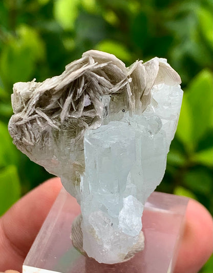 20 Grams Natural Blue Aquamarine Terminated Crystal Specimen on Muscovite Mica Matrix From Pakistan