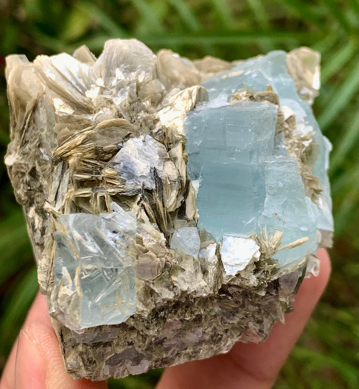 A hand holding a raw mineral specimen featuring pale blue fluorite cubes and tan-brown pyrite needles on a gray matrix, with a blurred green outdoor background.
