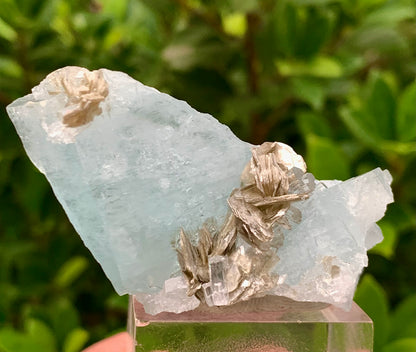 41 Grams Natural Aquamarine Blue Crystals on Muscovite Mica Matrix from Pakistan