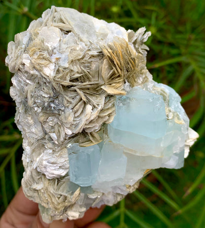 312 Grams Natural Blue Aquamarine Terminated Crystal Specimen on Muscovite Mica Matrix