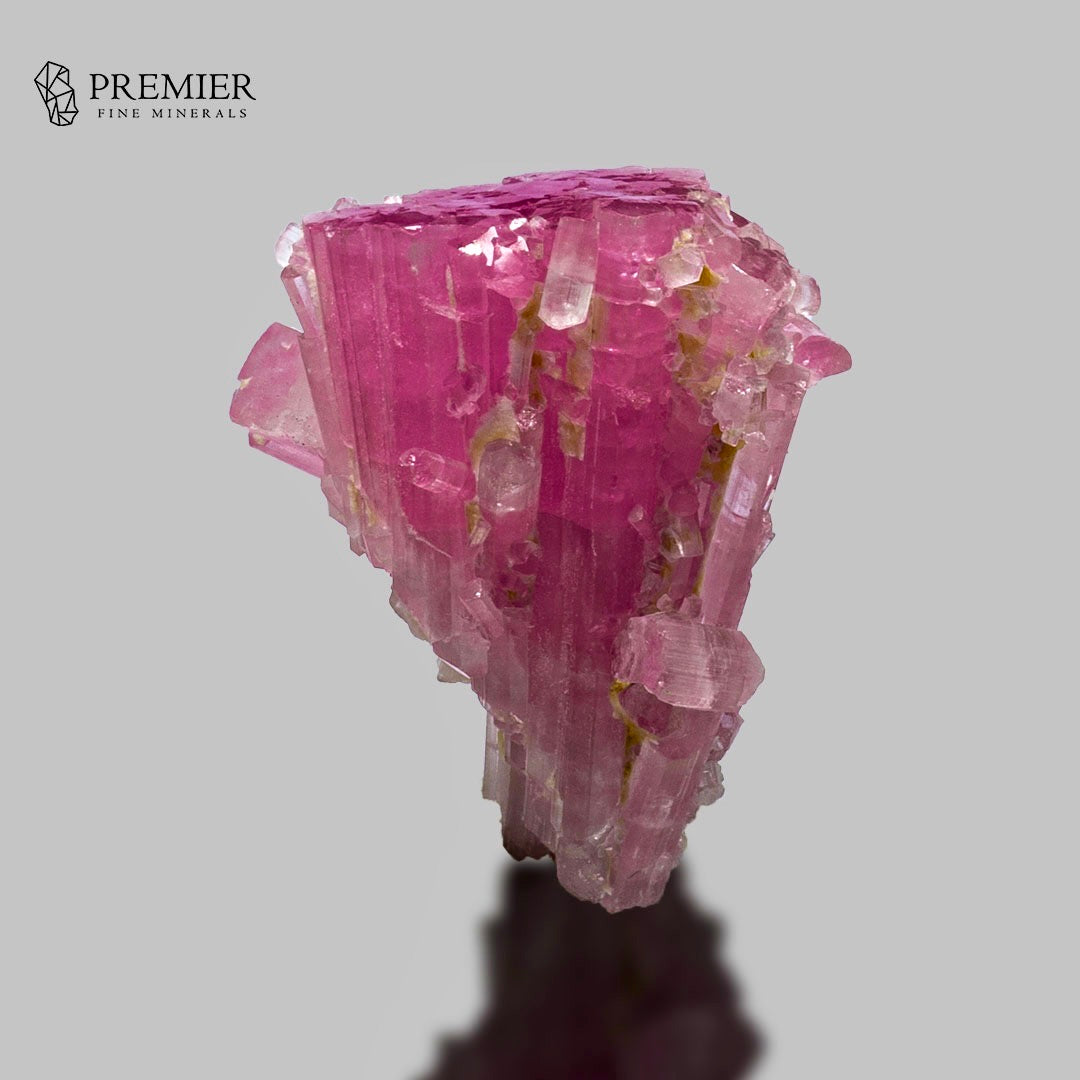 A pink tourmaline crystal cluster specimen with faceted pink and magenta crystals, shown on a neutral gray background with a reflection below. The Premier Fine Minerals logo is visible in the top left corner.