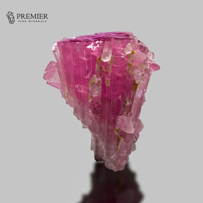 A pink tourmaline crystal cluster specimen with faceted pink and magenta crystals, shown on a neutral gray background with a reflection below. The Premier Fine Minerals logo is visible in the top left corner.