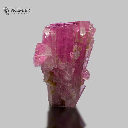A pink fluorite crystal cluster with natural branching and clear facets, displayed on a neutral gray background with a reflection below. The Premier Fine Minerals logo is visible in the top-left corner.