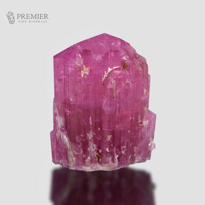 A pink tourmaline crystal cluster with natural gold inclusions, displayed on a light gray background with a reflection below. The Premier Fine Minerals logo is visible in the top left corner.
