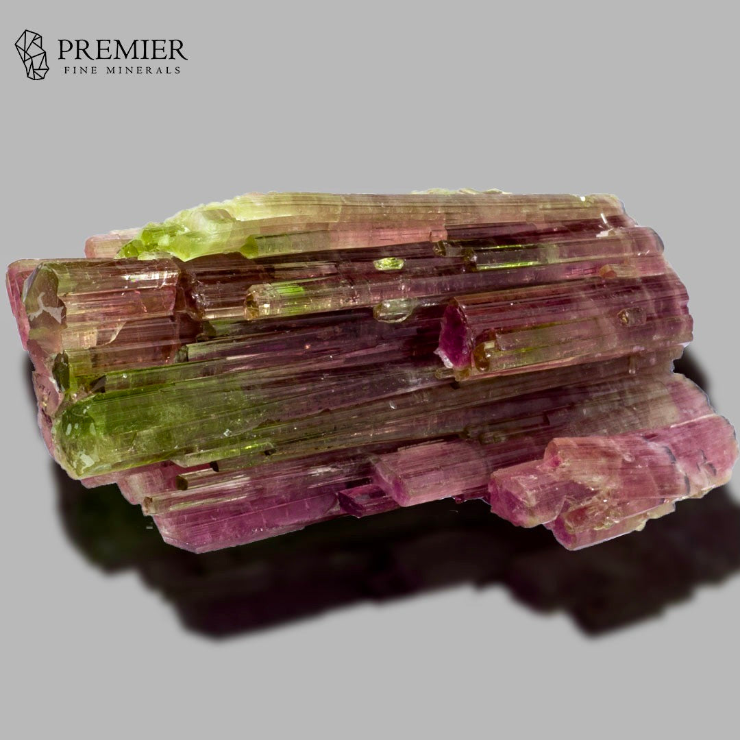 A natural tourmaline mineral specimen with vibrant pink and green crystal clusters, displayed on a neutral gray background with a soft shadow. The Premier Fine Minerals logo is visible in the top left corner.
