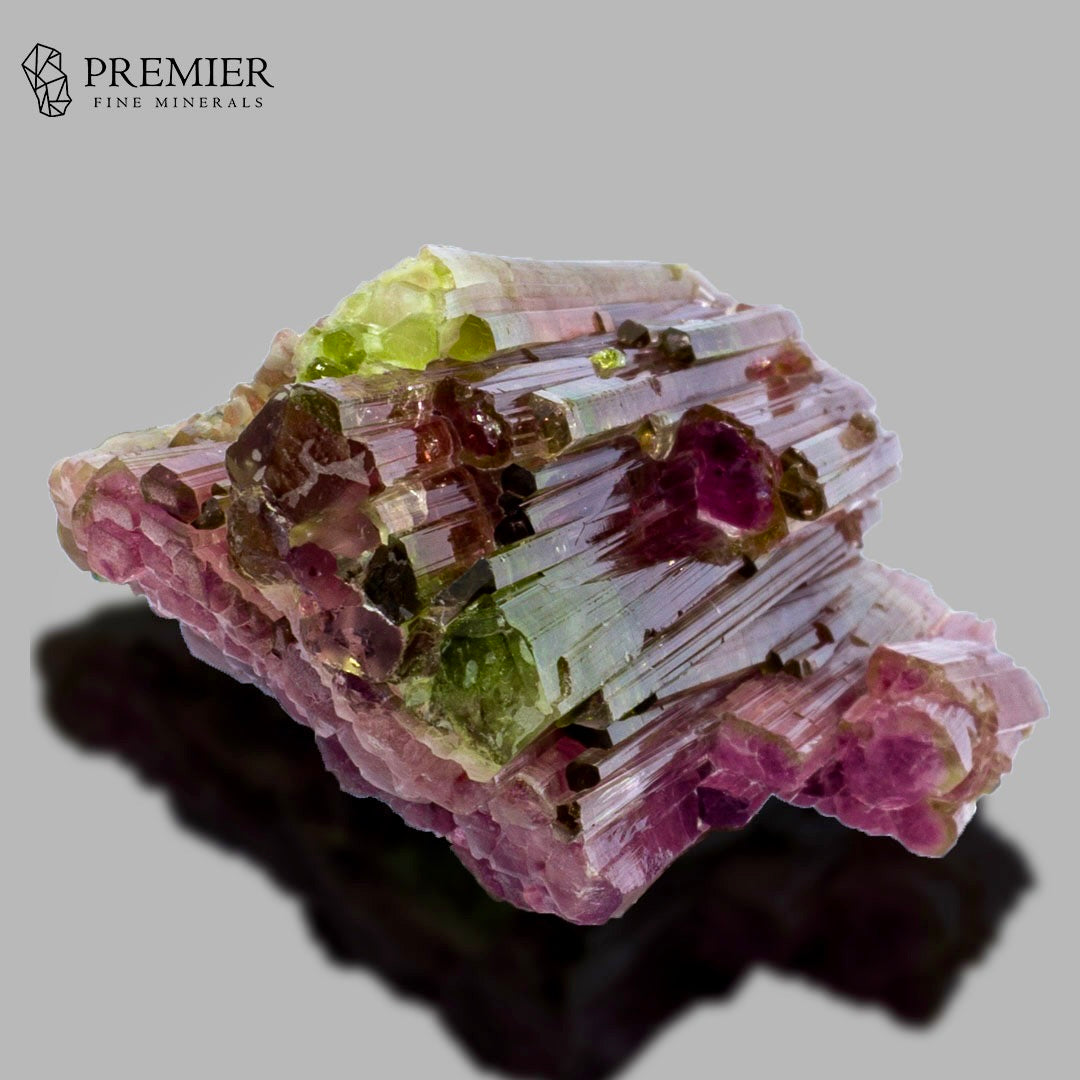 A natural tourmaline crystal cluster with pink, purple, and green layers, displayed on a black stand against a neutral gray background. The Premier Fine Minerals logo is visible in the top left corner.