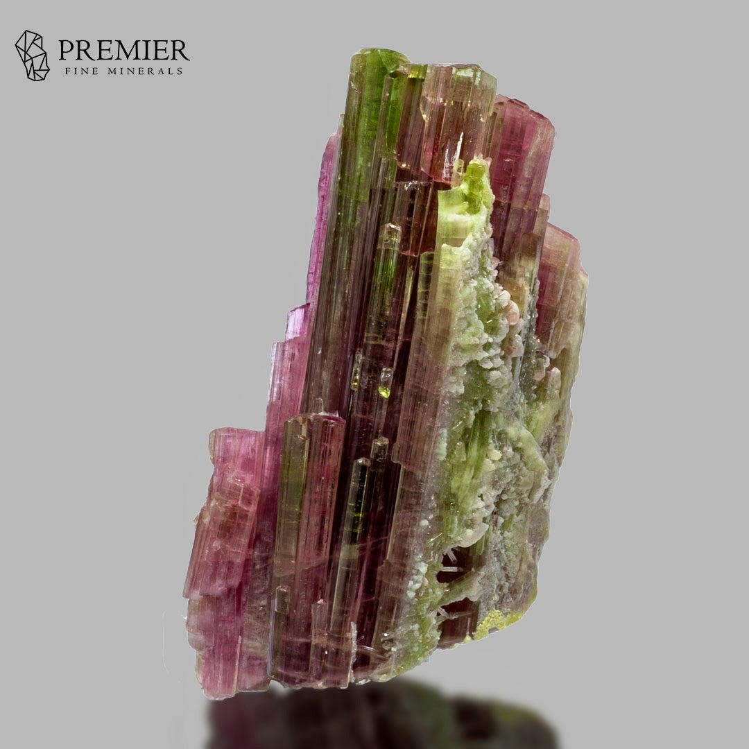 A natural tourmaline mineral specimen with vibrant green and pinkish-purple crystals, displayed on a neutral gray background with the Premier Fine Minerals logo in the top left corner.