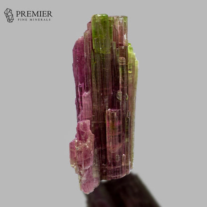 A vertical cluster of banded tourmaline mineral specimen showing alternating bands of magenta-pink and olive-green, displayed on a dark stand against a solid gray background with the 'PREMIER FINE MINERALS' logo in the top-left corner.