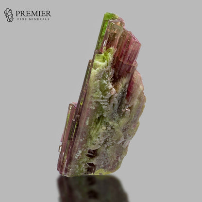 A natural tourmaline mineral specimen with green and pinkish-purple crystal structures, displayed on a neutral gray background with a reflection below. The 'PREMIER FINE MINERALS' logo is visible in the top-left corner.