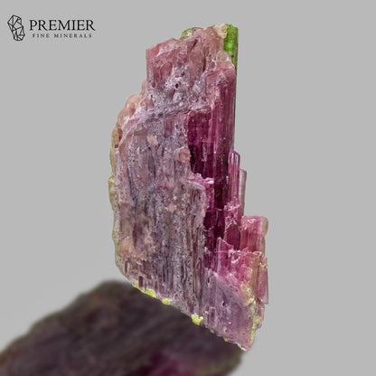 A natural tourmaline mineral specimen with vibrant pink and purple crystals, featuring a green end and a rough, earthy base, shown against a solid gray background with the Premier Fine Minerals logo in the top left.