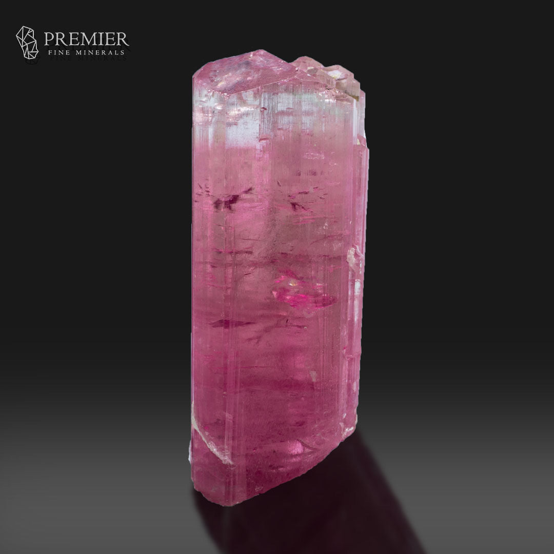 A pink tourmaline crystal specimen with natural inclusions, standing upright on a reflective dark surface against a black background. The Premier Fine Minerals logo is visible in the top-left corner.