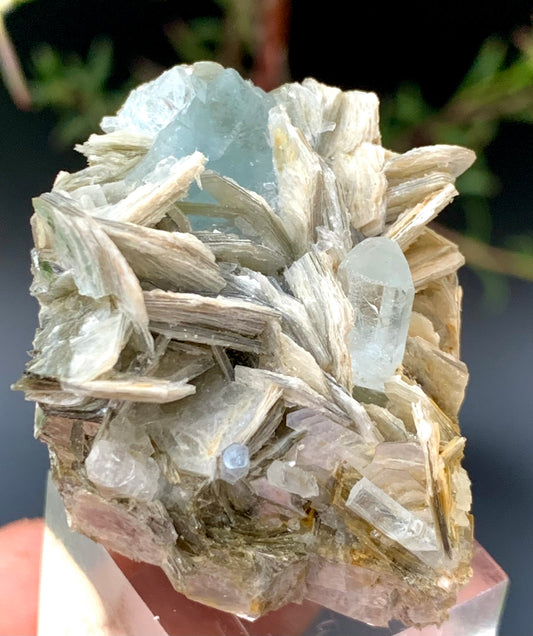 Natural aquamarine crystal



Aquamarine on muscovite matrix



Terminated aquamarine crystal



Aquamarine mineral specimen



Skardu Pakistan aquamarine



Natural crystal specimen for collectors