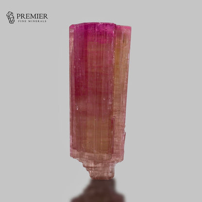 A natural tourmaline crystal mineral specimen with vertical striations, showing a color gradient from vibrant magenta pink at the top to a warm peachy-orange at the base, set against a solid gray background with a Premier Fine Minerals logo in the upper left.