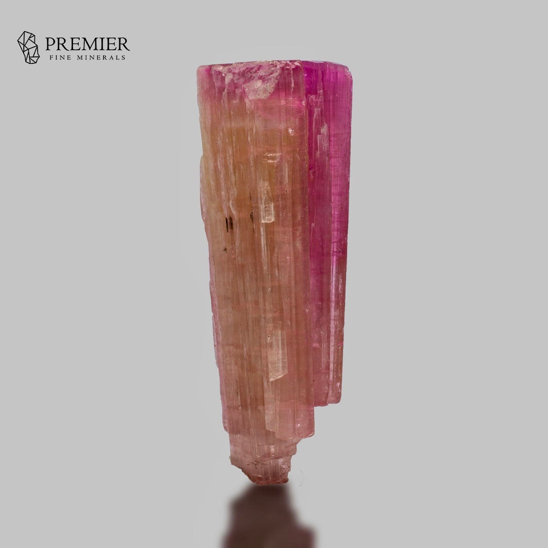 A pink and magenta banded mineral specimen, likely a tourmaline crystal, shown vertically on a neutral gray background with a reflection. The 'PREMIER FINE MINERALS' logo is visible in the top-left corner.